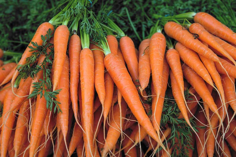 خوردن هویج برای چربی سوزی